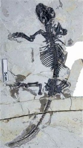 Un fósil completa el puzzle evolutivo del oído de los mamíferos