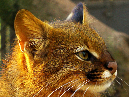 Hallan un felino en peligro de extinción tras diez años desaparecido