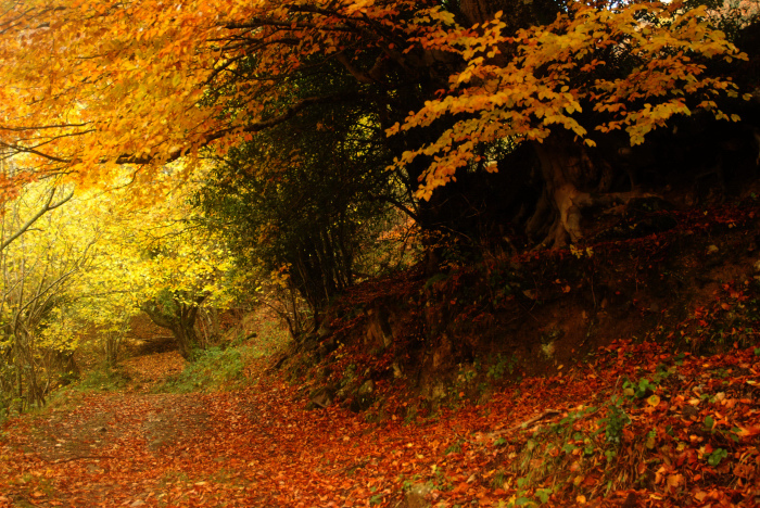 Los impactos asociados a la mina de Carabanzo entre Lena y Aller (Asturias)