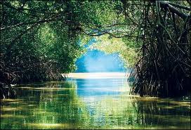 Bosques de costas: fronteras verdes en extinción