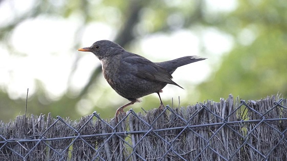Cantar más agudo no garantiza el éxito de los pájaros en la ciudad