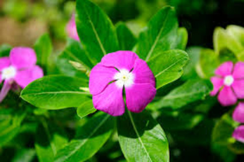 Propiedades anticancerígenas de la vinca