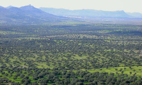 El Servicio de Ordenación Forestal de Extremadura incrementa presupuesto para 2013