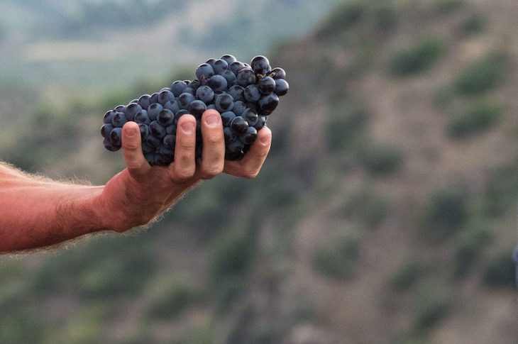 La uva Garnacha ‘ama’ la sequía