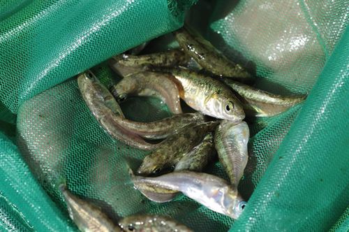 Liberan 500 peces espinosos criados en cautividad en la riera de Calonge (Gerona)