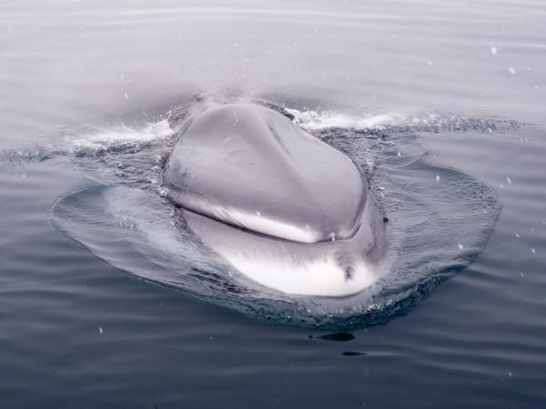 El rorcual común está muy amenazado en el Mediterráneo