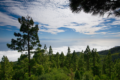 La Coordinadora Verde insta al Gobierno de Canarias a elaborar