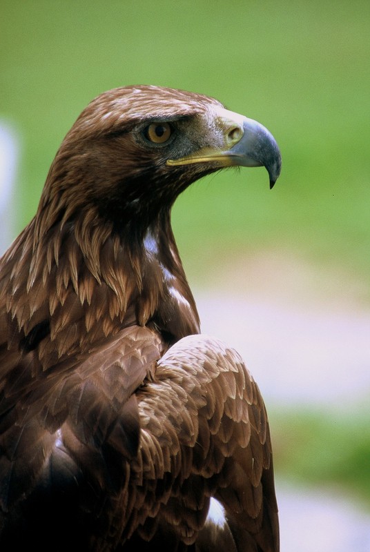 Asturias. Denuncian el uso de voladores contra aguilas reales en en el Parque de Picos