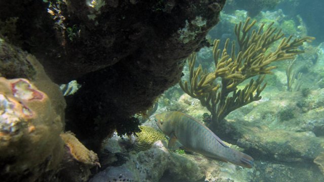 Urge estudiar nueva riqueza marina