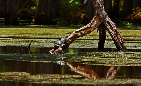 Refugio para animales silvestres rescatado