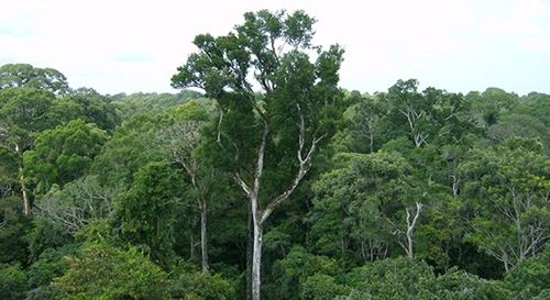 La Amazonia reduce considerablemente el CO2 del planeta