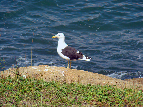 Primer inventario de IBA marinas en España
