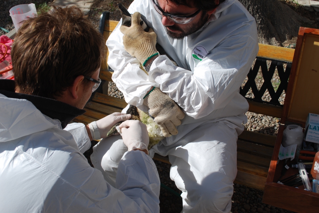 Estado de alerta por la aparición de pingüinos empetrolados en la costa de Chubut