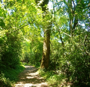 El bosque Cantabria futura cuenta con una nueva red de sendas y paneles informativos