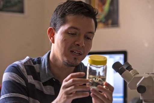 Una rana de cristal que ‘reaparece’ en Ecuador