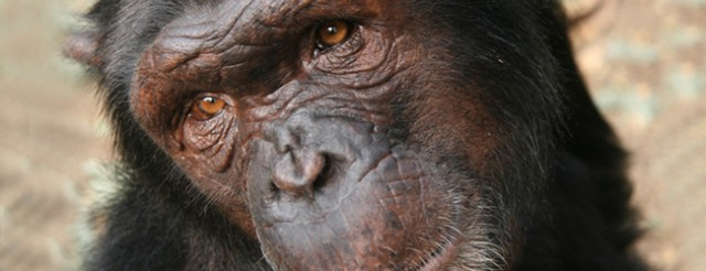 Alerta ante la posible desaparición inminente de una de las cuatro subespecies de chimpancés.