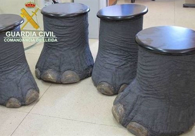 El SEPRONA incauta colmillos y patas de elefante que se vendían por Internet
