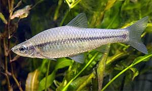 Programas en el Tajo y Guadiana contra especies invasoras