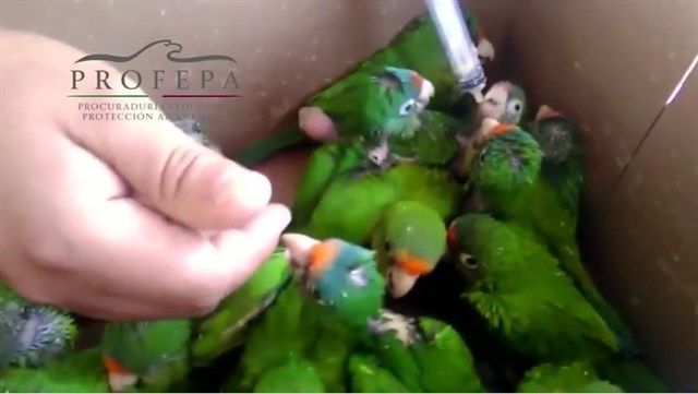 Recuperan 50 crías vivas de una especie de loro en peligro de extinción en México