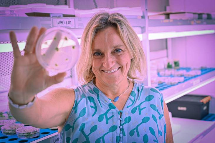 El secreto de los estigmas de las flores al descubierto