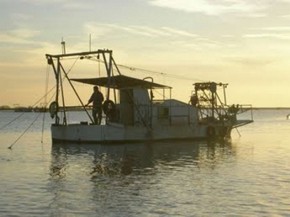 Ríos con Vida y WWF alertan de la pesca ilegal de angulas en el Bajo Guadalquivir