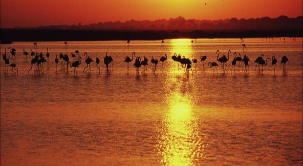 Riesgos de almacenamiento de gas natural en Doñana