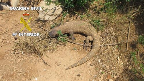 Recuperan un monstruo de gila en Vinaròs