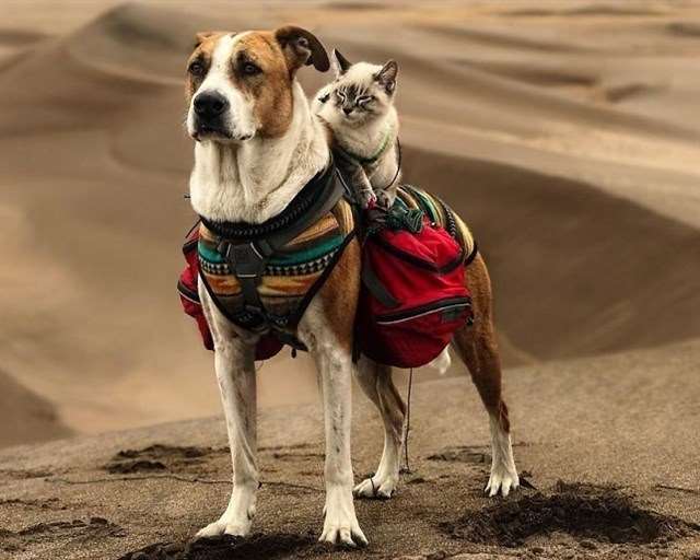 Esta insólita pareja ‘arrasa’ en Instagram