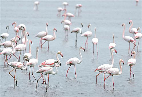 España defenderá lo ‘indefendible’ ante la Unesco y dirá que Doñana mantiene en buen estado su valor ambiental