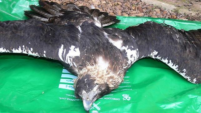 Envenenadas en Ciudad Real tres águilas