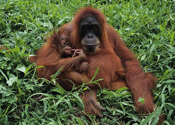 Conoce a los mamíferos en su medio gracias a este ‘exclusivo’ curso