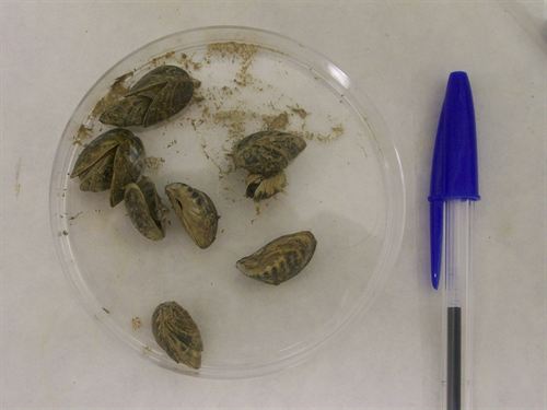 Los regantes de la Ribera del Ebro asumen que la presencia del mejillón cebra es irreversible