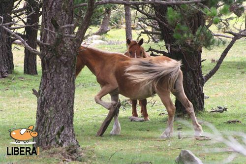 La asociación Libera denuncia el "maltrato" de caballos con cepos en Galicia y reclama una investigación