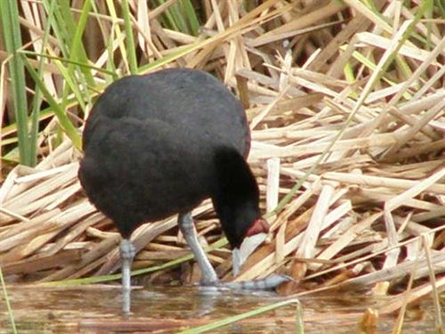 Aumenta de 325 a 600 el número de parejas de aves acuáticas censadas en la provincia de Córdoba