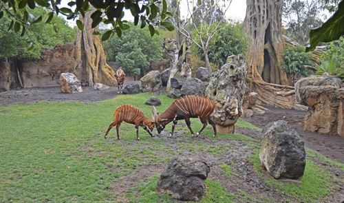 Un bongo oriental nacido en cautividad podría salvar de la extinción de la especie