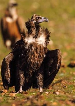 Seis buitres negros extremeños se sacan el pasaporte francés