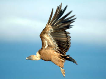 El CREA de Jaén recupera más de 110 ejemplares de buitre leonado en los últimos siete años