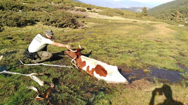 Agentes forestales madrileños rescatan a una vaca atrapada en una turbera en Rascafría