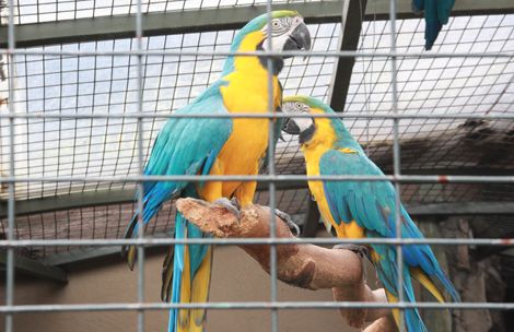 Ocho especies de aves de Cuenca