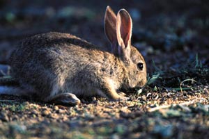 Plan de Recuperación del conejo en Doñana