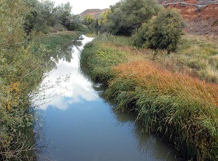 Obra Social Caja Madrid inaugura su programa Ríos Vivos con la rehabilitación de la ribera del río Henares