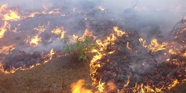 Extremadura modificará la Ley de Lucha contra Incendios Forestales