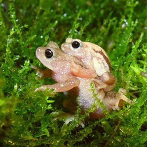 17.921 especies de flora y fauna están en peligro de extinción