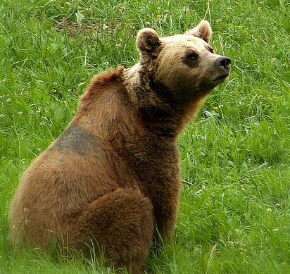 La Fundación Oso Pardo abre sus propios canales de vídeo en Youtube y Vimeo