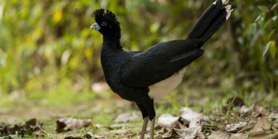 Colombia: 17 especies de aves están en peligro crítico de desaparecer