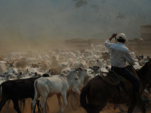 Los ganaderos del Amazonas usan una hectárea por vaca para satisfacer la creciente demanda de carne a nivel global