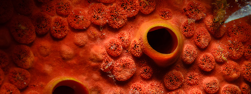 Las asombrosas esponjas marinas de México