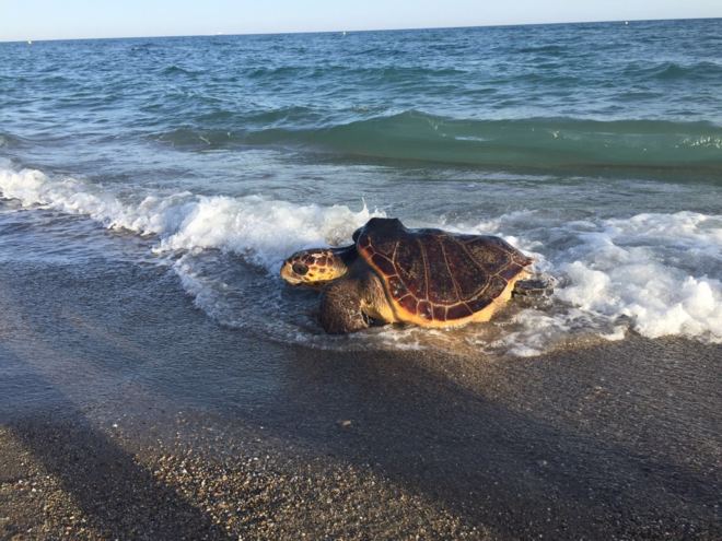 La Xarxa de Rescat de Fauna Marina (XRFM) rescata una tortuga marina que intentaba criar en la playa de Castelldefels