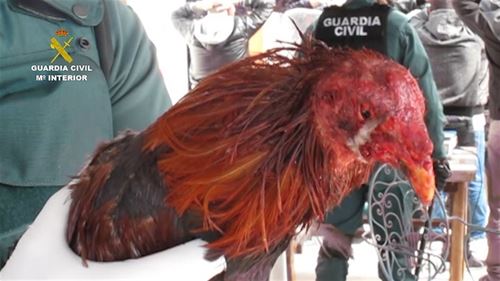 La Guardia Civil ‘pilla’ a dos docenas de personas una pelea ilegal de gallos en Los Montesinos (Alicante)