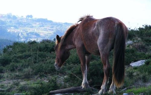 Reclaman a la Xunta de Galicia que ‘endurezca’ las multas por maltrato animal